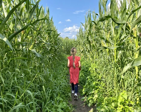 Maislabyrinth Meutstege in Haren (Ems) - Sommer2021 ©Naturpark Moor-Veenland (2).JPEG