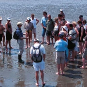 buesum-wattfuehrungen-rahder-1280x720.jpg