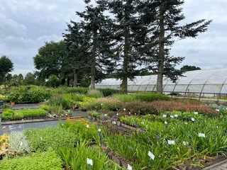 Bild4.jpg Das Bild zeigt eine Gärtnerei mit bunten Pflanzen vor hohen Bäumen und einem Gewächshaus im Hintergrund.