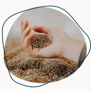 Die Ölmühle kennenlernen Antje (1).png Geöffnete Hand mit Samen oder Körnern