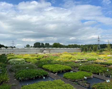 Bild1.jpg Das Bild zeigt eine große Gärtnerei mit zahlreichen Gewächshäusern im Hintergrund. Über dem Gelände ziehen Wolken am Himmel entlang, während im Vordergrund üppige Pflanzen in geraden Reihen angeordnet sind. Strommasten rahmen die Szene ein.