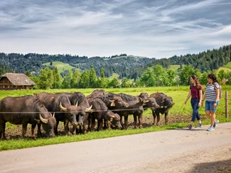 Wasserbüffel Marbach