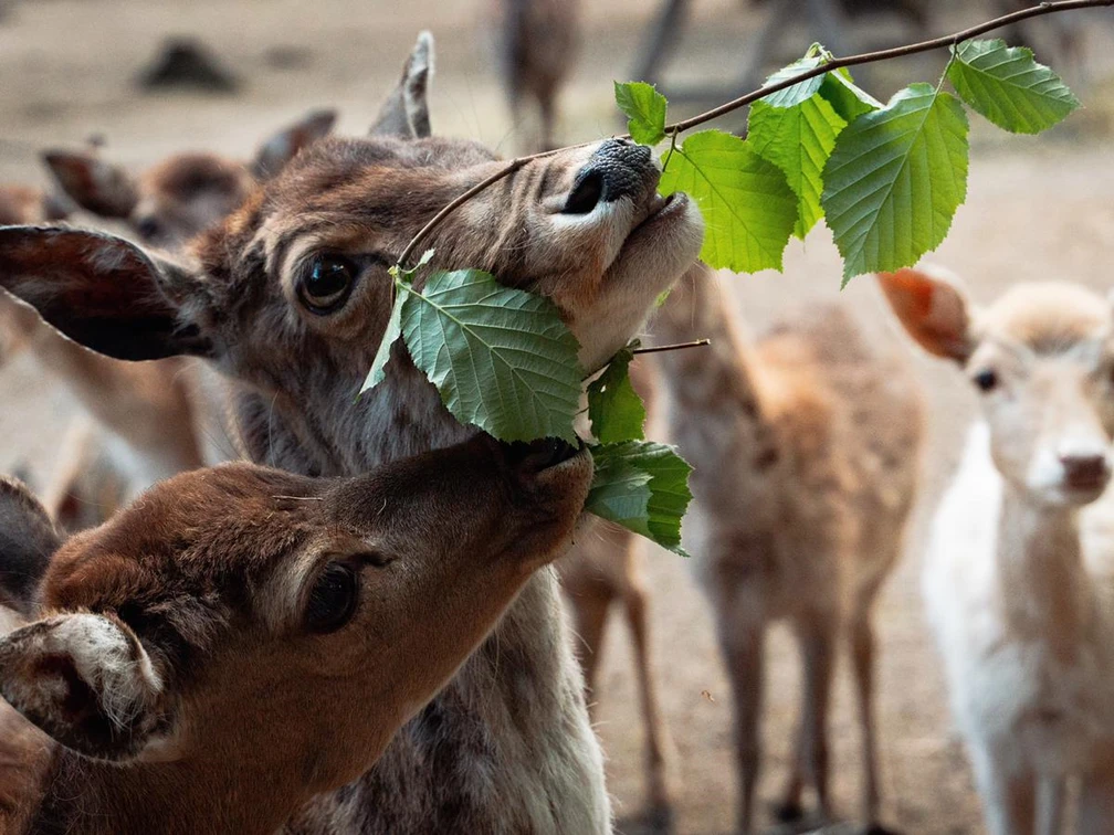 Damwild auf Futtersuche im Wildpark-Reuschenberg, Leverkusen Gruppe von Damwild vor Waldboden mit Zweig zwischen jungem Tier und erwachsenem im Hintergrund.