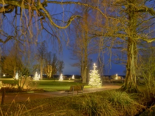 lichterwochen Beleuchtete Weihnachtsbäume im Kurpark unter kahlen Ästen bei klarem Abendhimmel.