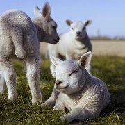 lambs-5074389_640.jpg
