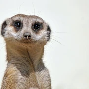 Lustiges Erdmännchen