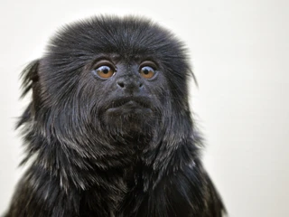 Springtamarin