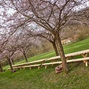 Kirschblüte_Frühling_April_lange Tafel_(c) Marco Uphaus_web.jpg