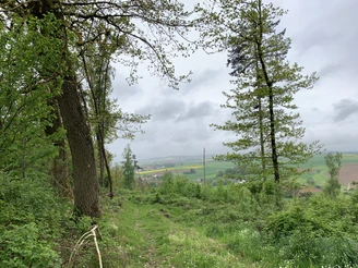 Hardtberg Rundweg