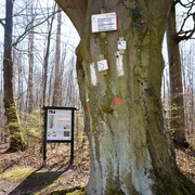 Infostele Fossilien auf dem Geopfad Salzgitter-Lichtenberg