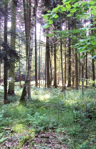 Salzgitter Höhenzug, Wanderweg 24 Waldansicht