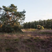 Männige Berge bei Spahnharrenstätte, Naturschutzgebiet & Grabhügelfeld 02 ©Naturpark Hümmling (4).jpg