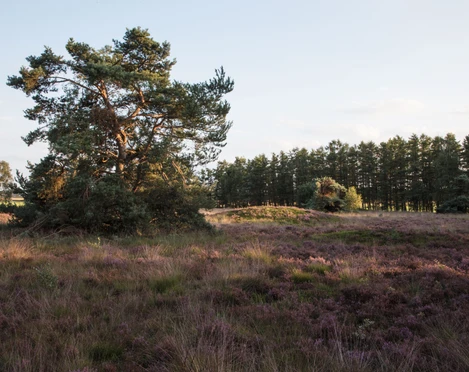 Männige Berge bei Spahnharrenstätte, Naturschutzgebiet & Grabhügelfeld 02 ©Naturpark Hümmling (4).jpg