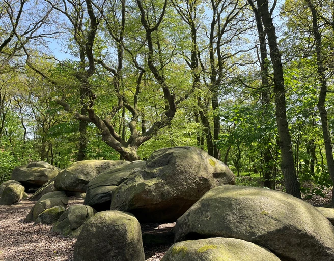 Großsteingrab auf Bruneforths Esch, Stavern ©Emsland Tourismus GmbH (11).jpg