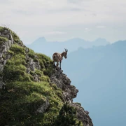 niederhorn-berg-steinbock-sommer-aussicht.jpg
