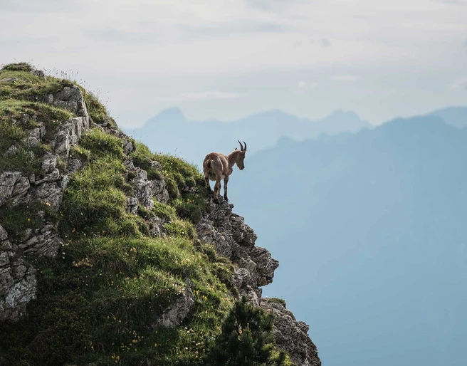 niederhorn-berg-steinbock-sommer-aussicht.jpg