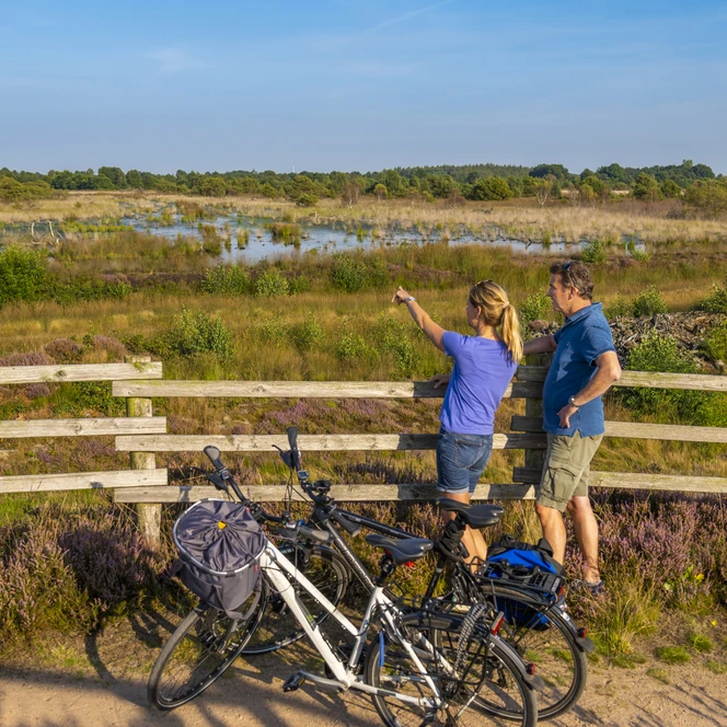Heideblüte im Dalum-Wietmarscher Moor bei Geeste - Radfahren im Emsland ©Naturpark Moor-Veenland (7).jpg