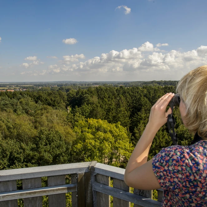 Erholungsgebiet Surwolds Wald – Blick vom Aussichtsturm auf den Hümmling ©Naturpark Hümmling.jpg