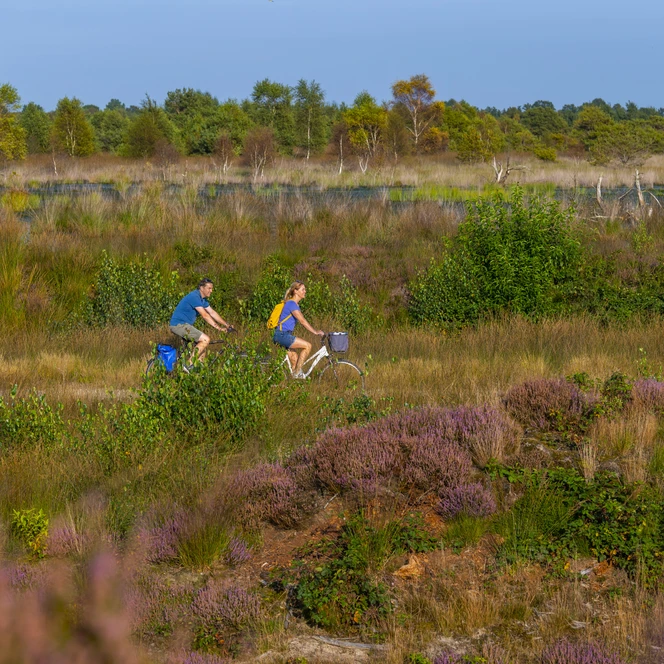 Heideblüte im Dalum-Wietmarscher Moor bei Geeste - Radfahren im Emsland ©Naturpark Moor-Veenland