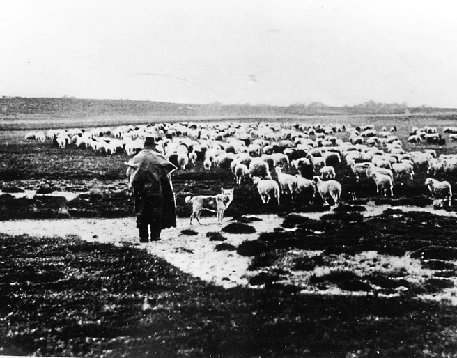 Heidschnucken im Moor 1945 und früher. Das Moor gab den Tieren Nahrung.