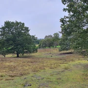Blick vom Sandberg Eine weite Landschaft mit vereinzelten Bäumen und grünem Gras unter einem bewölkten Himmel.