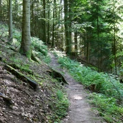 Waldpfad