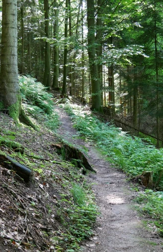 Waldpfad