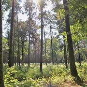 Waldblick Naturlehrpfad Pressel