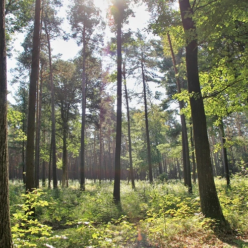 Waldblick Naturlehrpfad Pressel