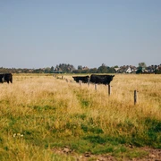 Galloway-Rinder auf Sylts grünen Weiden