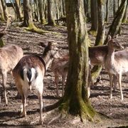Wildgehege Dodenau