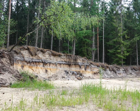 Bodenprofil Podsol (Bleicherde, Grauerde) in Holte, Geopark ©Emsland Tourismus GmbH (1).jpg