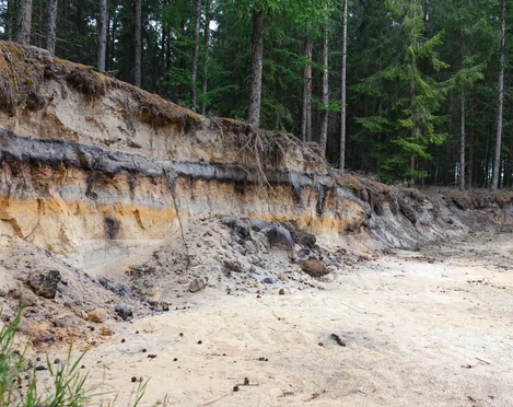 Bodenprofil Podsol (Bleicherde, Grauerde) in Holte, Geopark ©Emsland Tourismus GmbH (2).jpg