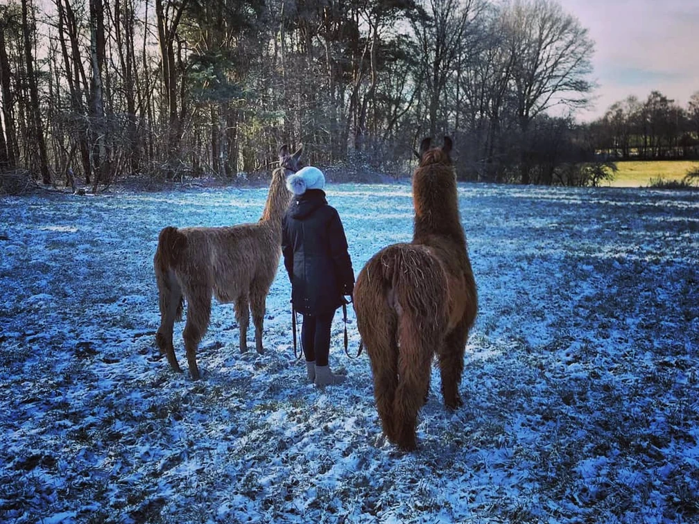 IMG_20210131_153922_052.jpg Eine Person spaziert mit zwei Lamas durch eine schneebedeckte Wiese am Waldrand.