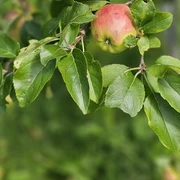 Äpfel