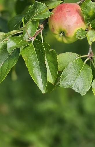 Äpfel