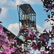 Bergbaumuseum in Zabrze Der Förderturm des Bergbaumuseums Zabrze ragt zwischen rosafarbenen Blüten in einem klaren Himmel hervor.