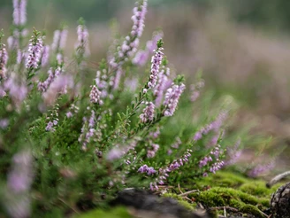 Oldendorfer Totenstatt Heideblüte (4).JPG Lila Heideblüten blühen üppig auf grünem Moosboden. Links sind Zapfen zu sehen.