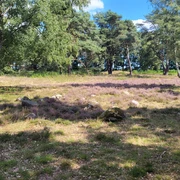 Hügelgräberheide am Wiesengrund bei Groß Berßen ©Naturpark Hümmling (3).jpg