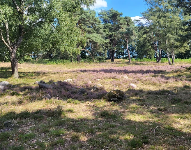 Hügelgräberheide am Wiesengrund bei Groß Berßen ©Naturpark Hümmling (3).jpg
