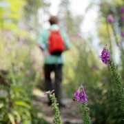 Heilklima-Wanderung (Heiko Rhode_190720_27).jpg