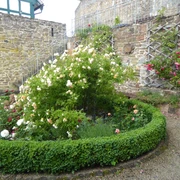 Rosengarten in Battenberg (Eder)