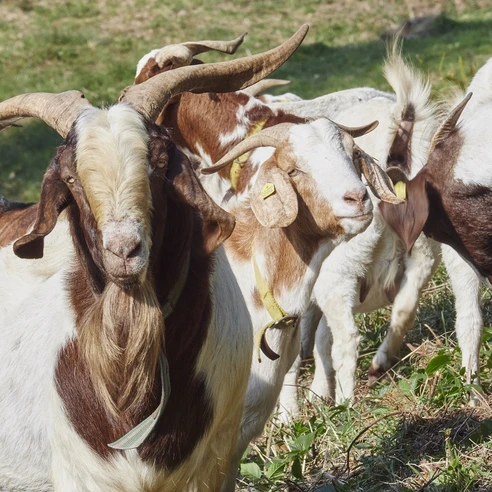 Zeigen auf dem Bermersbacher Ziegenpfad