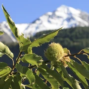 Themenweg Kastanienselve Salzgäb