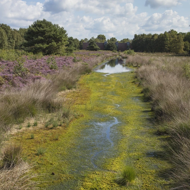Emsland Moormuseum in Geeste – Außengelände Hochmoor 02 ©Naturpark Moor-Veenland, Holger Leue