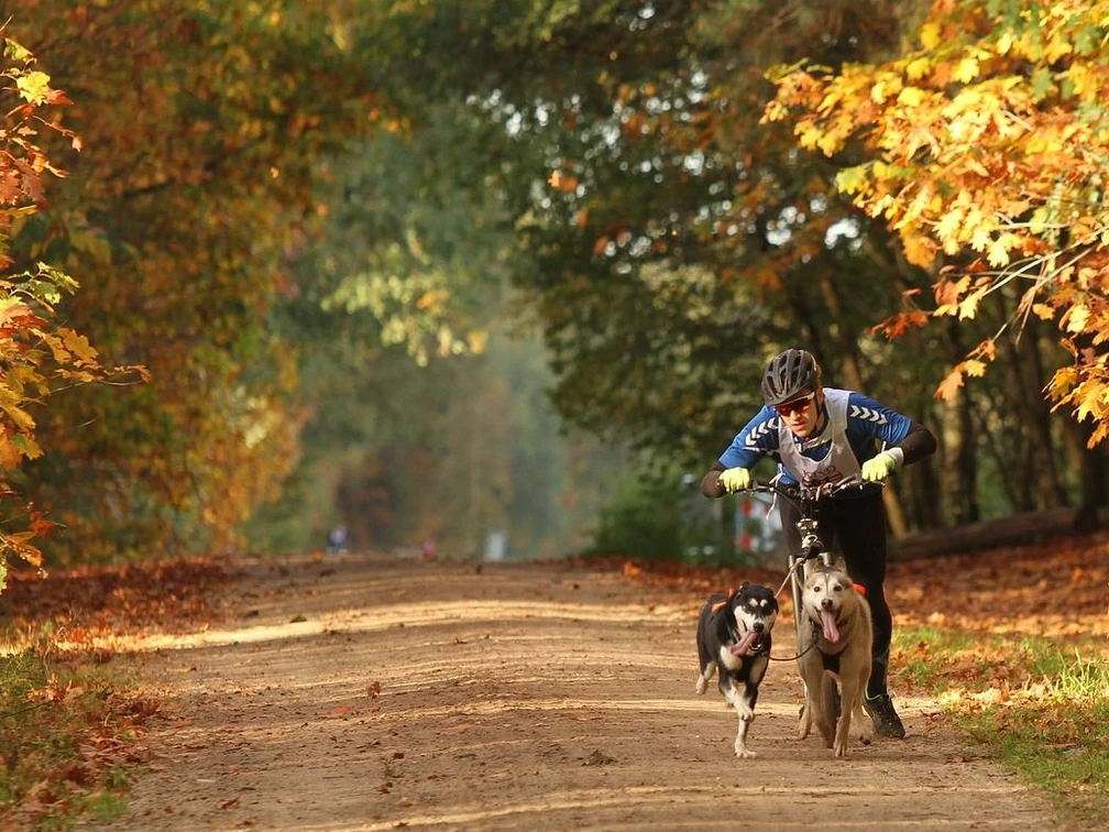 Schlittenhunderennen