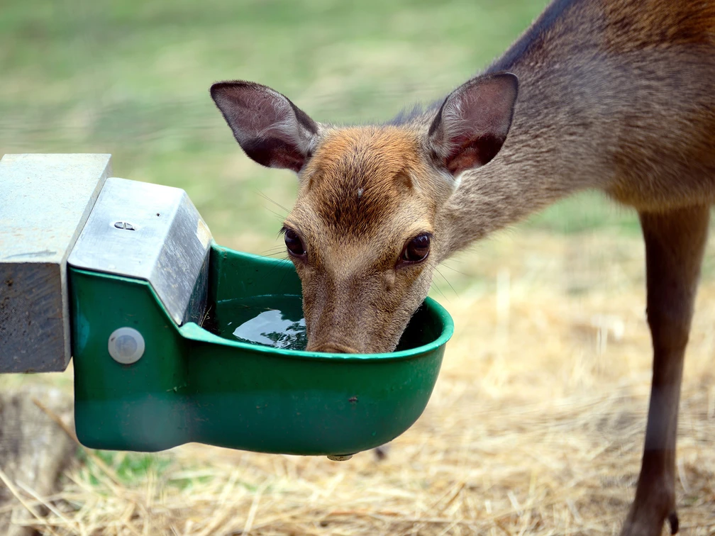 Wildtierhaltung