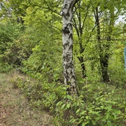 Lehrtafel am Wegesrand
