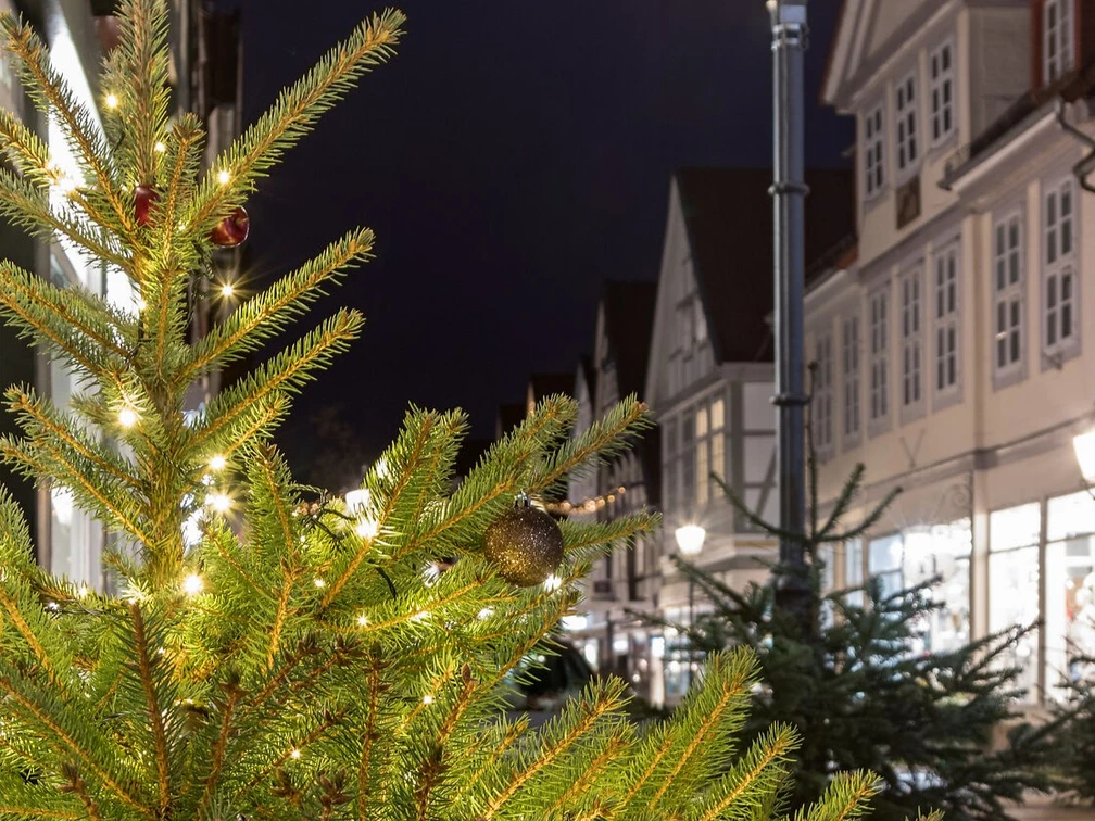 Weihnachtbäume in Celle