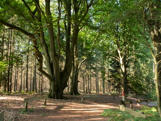 Tinner Loh im Herbst ©Emsland Tourismus GmbH (7).jpg